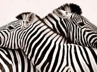 ANONYMOUS - Zebras in Love
