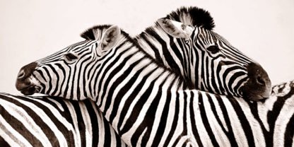 ANONYMOUS - Zebras in Love