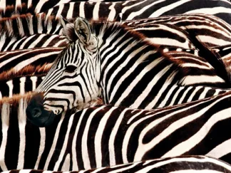 PANGEA IMAGES - Herd of zebras