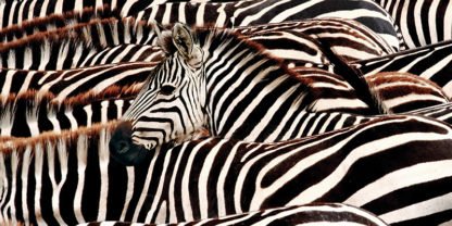 PANGEA IMAGES - Herd of zebras