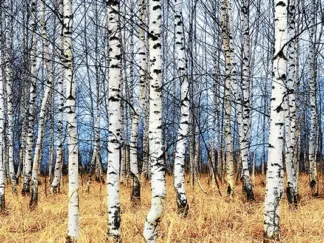 OLEG ZNAMENSKIY - Birch Grove in Autumn