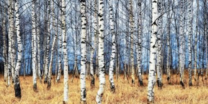 OLEG ZNAMENSKIY - Birch Grove in Autumn