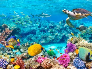 PANGEA IMAGES - Sea Turtle and fish, Maldivian Coral Reef