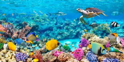 PANGEA IMAGES - Sea Turtle and fish, Maldivian Coral Reef
