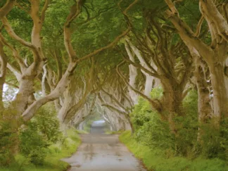 PANGEA IMAGES - The Dark Hedges, Ireland