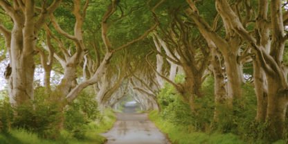 PANGEA IMAGES - The Dark Hedges, Ireland