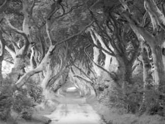 PANGEA IMAGES - The Dark Hedges, Ireland (BW)