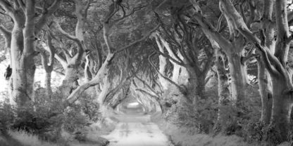 PANGEA IMAGES - The Dark Hedges, Ireland (BW)