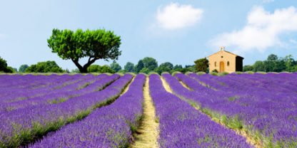 PANGEA IMAGES - Lavender Fields, France