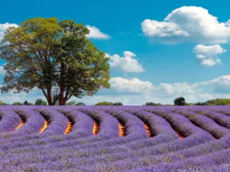 PANGEA IMAGES - Lavender Field in Provence, France