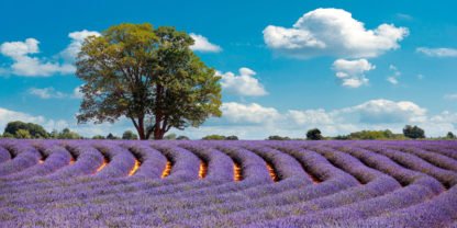 PANGEA IMAGES - Lavender Field in Provence, France