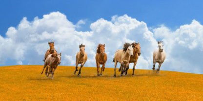 PANGEA IMAGES - Herd of Wild Horses