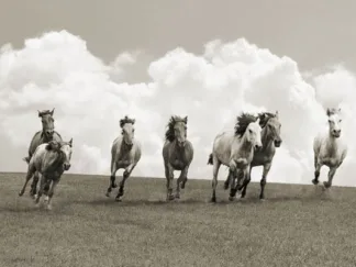 PANGEA IMAGES - Herd of Wild Horses