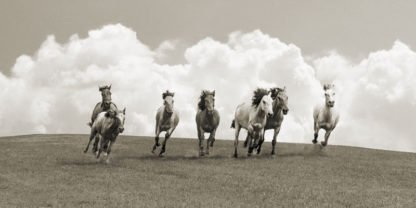 PANGEA IMAGES - Herd of Wild Horses