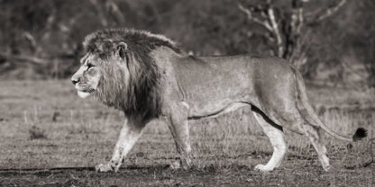 PANGEA IMAGES - Lion Walking in African Savannah