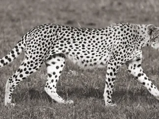 PANGEA IMAGES - Cheetah Hunting, Masai Mara