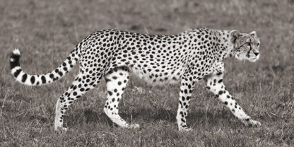 PANGEA IMAGES - Cheetah Hunting, Masai Mara
