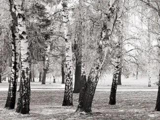 PANGEA IMAGES - Birches in a Park
