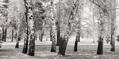 PANGEA IMAGES - Birches in a Park