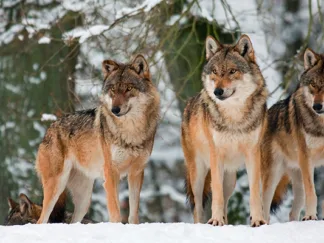 ANONYMOUS - Wolves in the Snow Germany