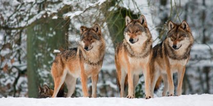 ANONYMOUS - Wolves in the Snow Germany