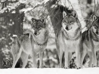 ANONYMOUS - Wolves in the Snow, Germany