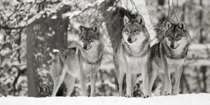 ANONYMOUS - Wolves in the Snow, Germany