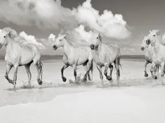 PANGEA IMAGES - Band of Brothers, Lanikai Beach, Hawaii (BW)