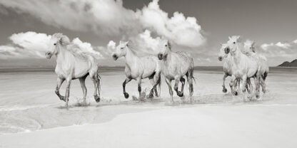 PANGEA IMAGES - Band of Brothers, Lanikai Beach, Hawaii (BW)