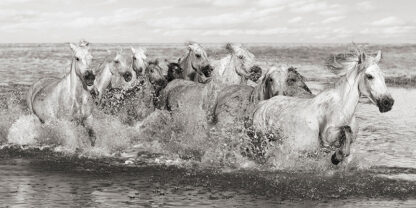 PANGEA IMAGES - Herd of Horses, Camargue
