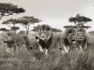 PANGEA IMAGES - Brothers, Masai Mara, Kenya (detail)