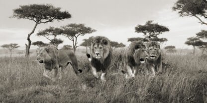 PANGEA IMAGES - Brothers, Masai Mara, Kenya (detail)
