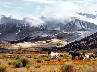 PANGEA IMAGES - Wild Horses, Mono Lake Natural Reserve, California