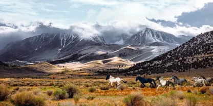 PANGEA IMAGES - Wild Horses, Mono Lake Natural Reserve, California