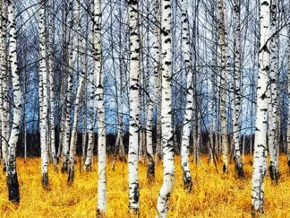 OLEG ZNAMENSKIY - Birch Grove in Autumn (detail)