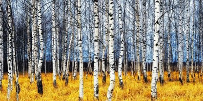 OLEG ZNAMENSKIY - Birch Grove in Autumn (detail)