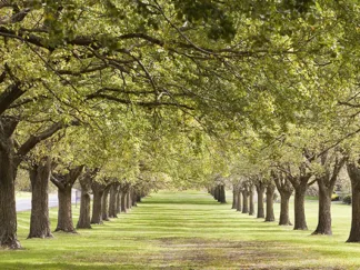 ANONYMOUS - Rows of Trees Bordering Greensward (detail)