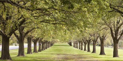 ANONYMOUS - Rows of Trees Bordering Greensward (detail)