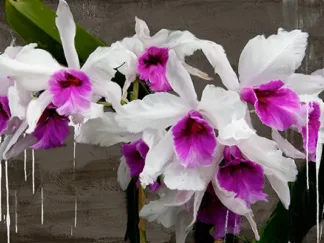 ALEX VINCI - Orchid Blackboard