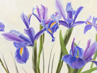 ELENA DOLCI - Iris