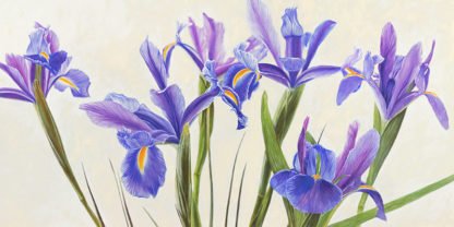 ELENA DOLCI - Iris
