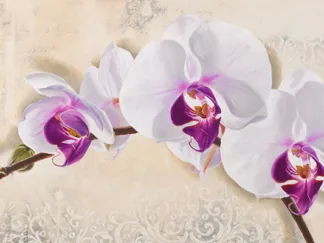 ELENA DOLCI - Royal Orchid
