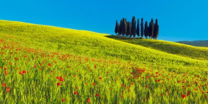 FRANK KRAHMER - Cypress and Corn Field, Tuscany, Italy