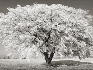 FRANK KRAHMER - Lime Tree with Frost, Bavaria