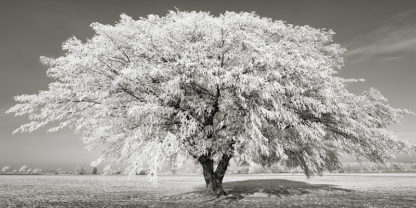 FRANK KRAHMER - Lime Tree with Frost, Bavaria