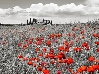 FRANK KRAHMER - Farm House with Cypresses and Poppies, Tuscany, Italy