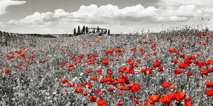 FRANK KRAHMER - Farm House with Cypresses and Poppies, Tuscany, Italy
