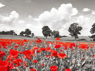 FRANK KRAHMER - Poppies and Vicias in Meadow, Mecklenburg Lake District, Germany