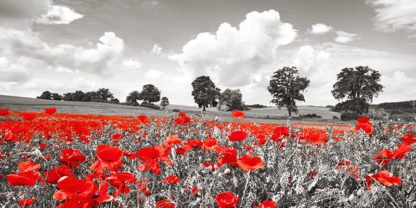 FRANK KRAHMER - Poppies and Vicias in Meadow, Mecklenburg Lake District, Germany