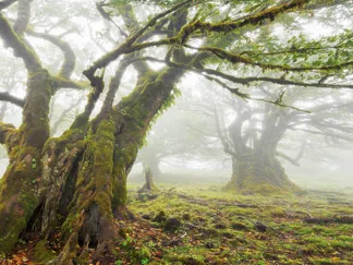 FRANK KRAHMER - Laurel Forest in Fog, Madeira, Portugal